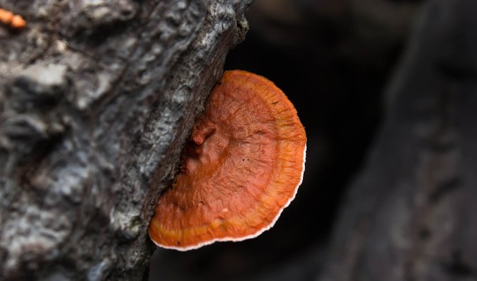 Houba reishi jako antivirotikum Houba reishi jako antivirotikum