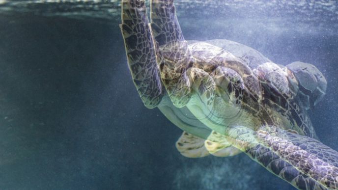 Mořská želva - vada diplopie