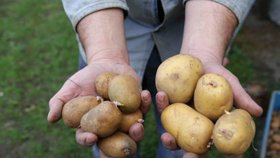 Letošní brambory jsou ve středních Čechách vlivem sucha výrazně menší než loni.