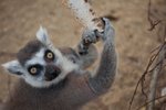 Jeden z lemurů vyškovské zoo měl slabost na blondýky, kterýmskákal do vlasů