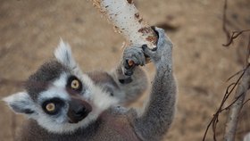 Jeden z lemurů vyškovské zoo měl slabost na blondýky, kterýmskákal do vlasů