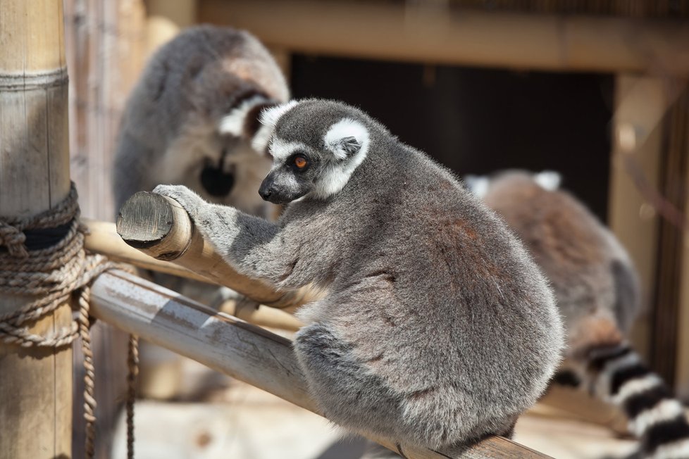 Lemuří partičkou, volně žijící na ostrůvku, je vyškovský ZOO Park proslulý