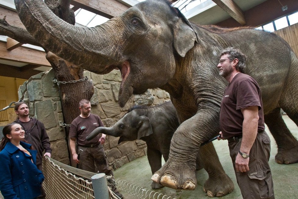 Sloni jsou chloubou ostravské zoo