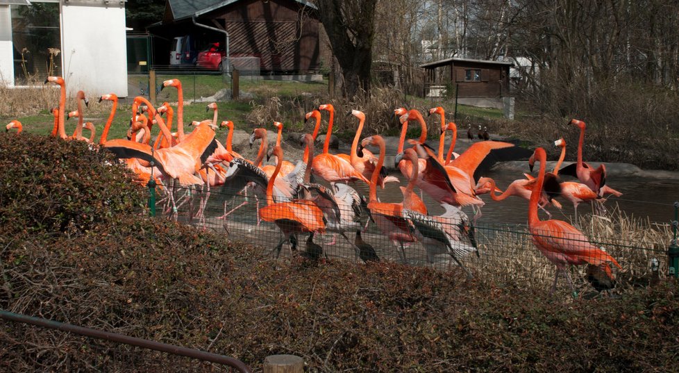 Plameňáci ostravské zoo jednou vydali na procházku. Do autubusu MHD však nakonec nenastoupili