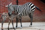 Zebra bezhřívá v liberecké zoo