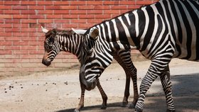 Zebra bezhřívá v liberecké zoo