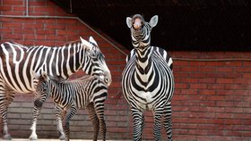 Zebra bezhřívá v liberecké zoo