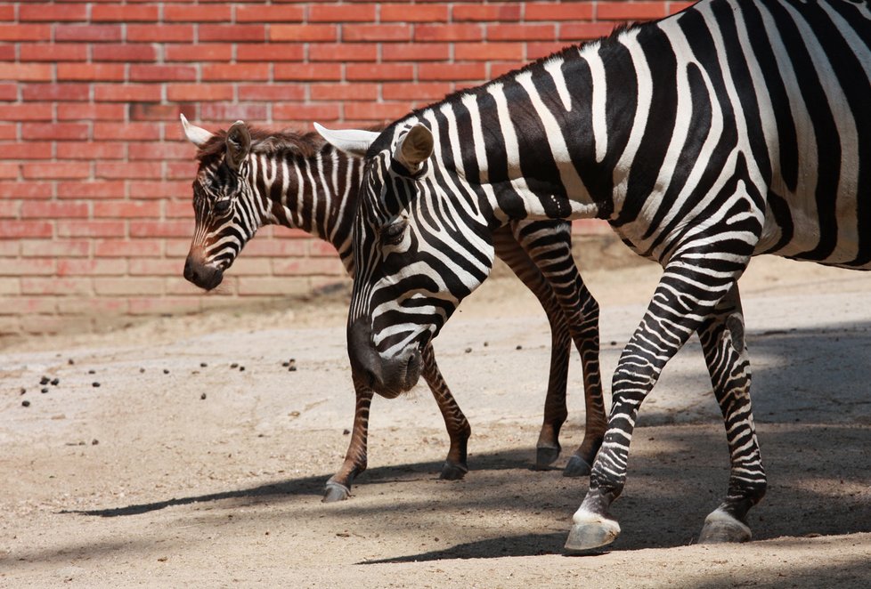 Zebra bezhřívá v liberecké zoo