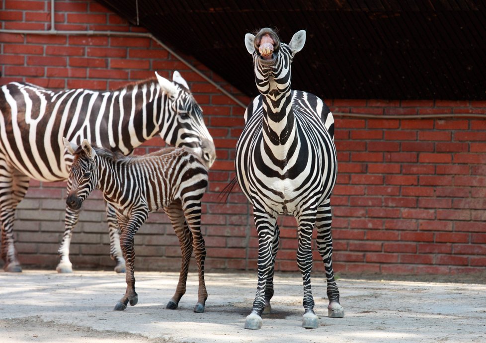 Zebra bezhřívá v liberecké zoo