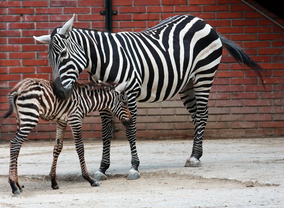 Zebra bezhřívá v liberecké zoo