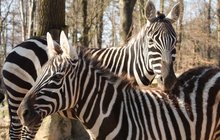 Ohrožená zvířata v liberecké zoo: Zebry měly svůj den