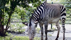 Zebří oslavenkyně si pochutnala na zeleninovém dortu