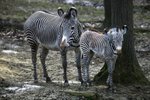 Prvním letošním mládětem je zebra Grévyho Mia, narodila se matce Míše (16).