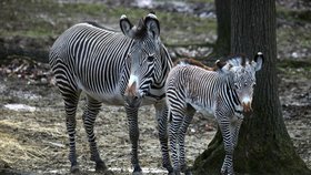 Prvním letošním mládětem je zebra Grévyho Mia, narodila se matce Míše (16).