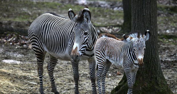 O novorozenou Miu se zebry málem servaly: Kromě mámy Míši se o ni chtěla starat i Boženka