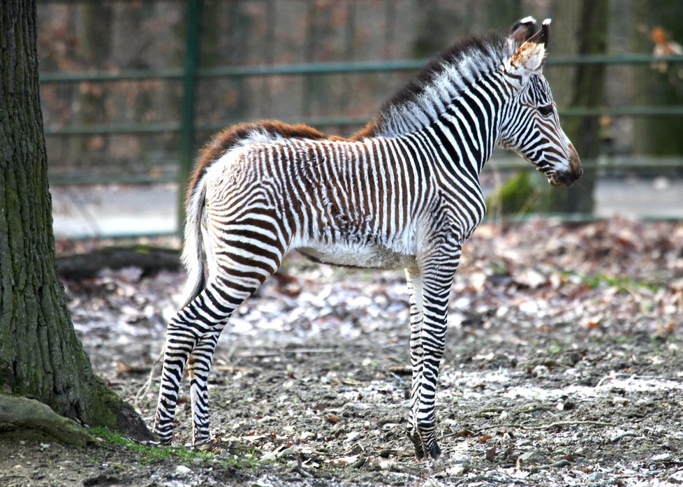 Takto vypadá pravá zebra