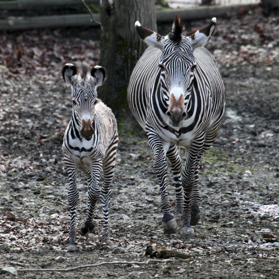 Takto vypadá pravá zebra