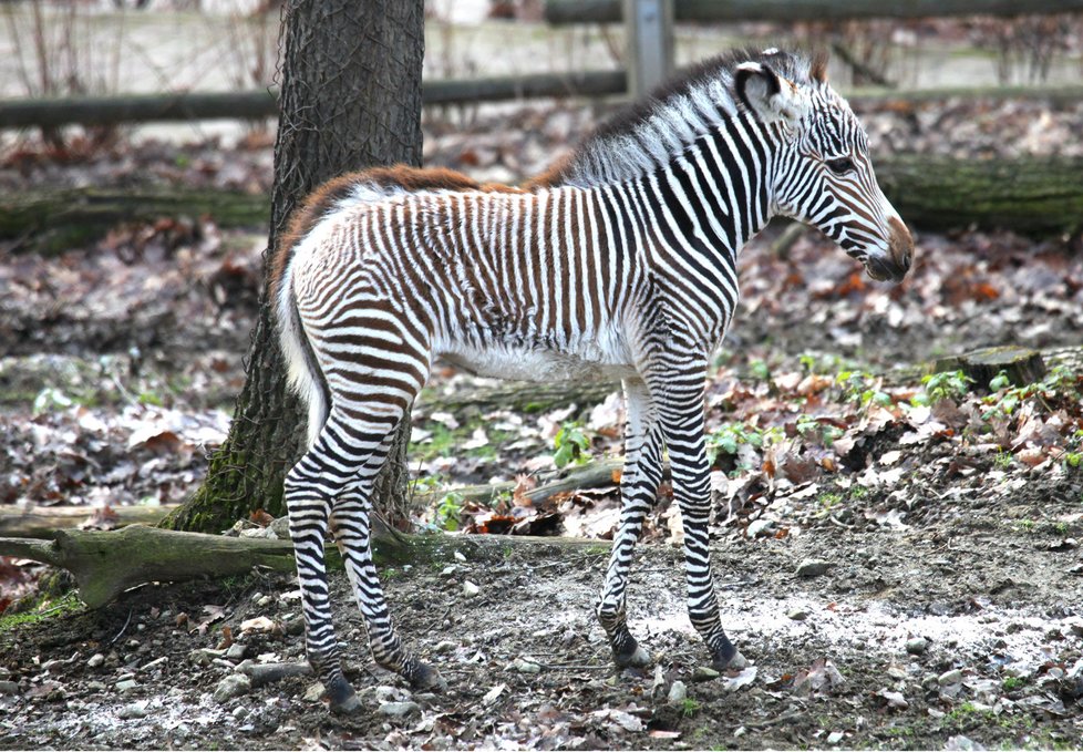 Prvním letošním mládětem je zebra Grévyho Mia, narodila se matce Míše (16).