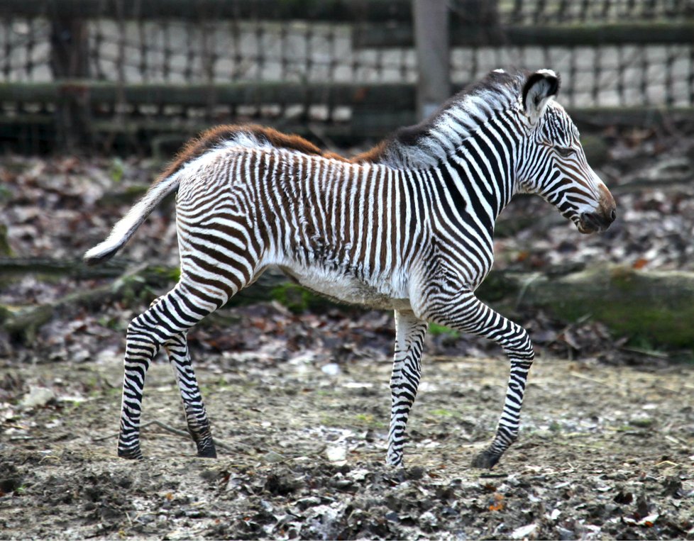 Prvním letošním mládětem je zebra Grévyho Mia, narodila se matce Míše (16).