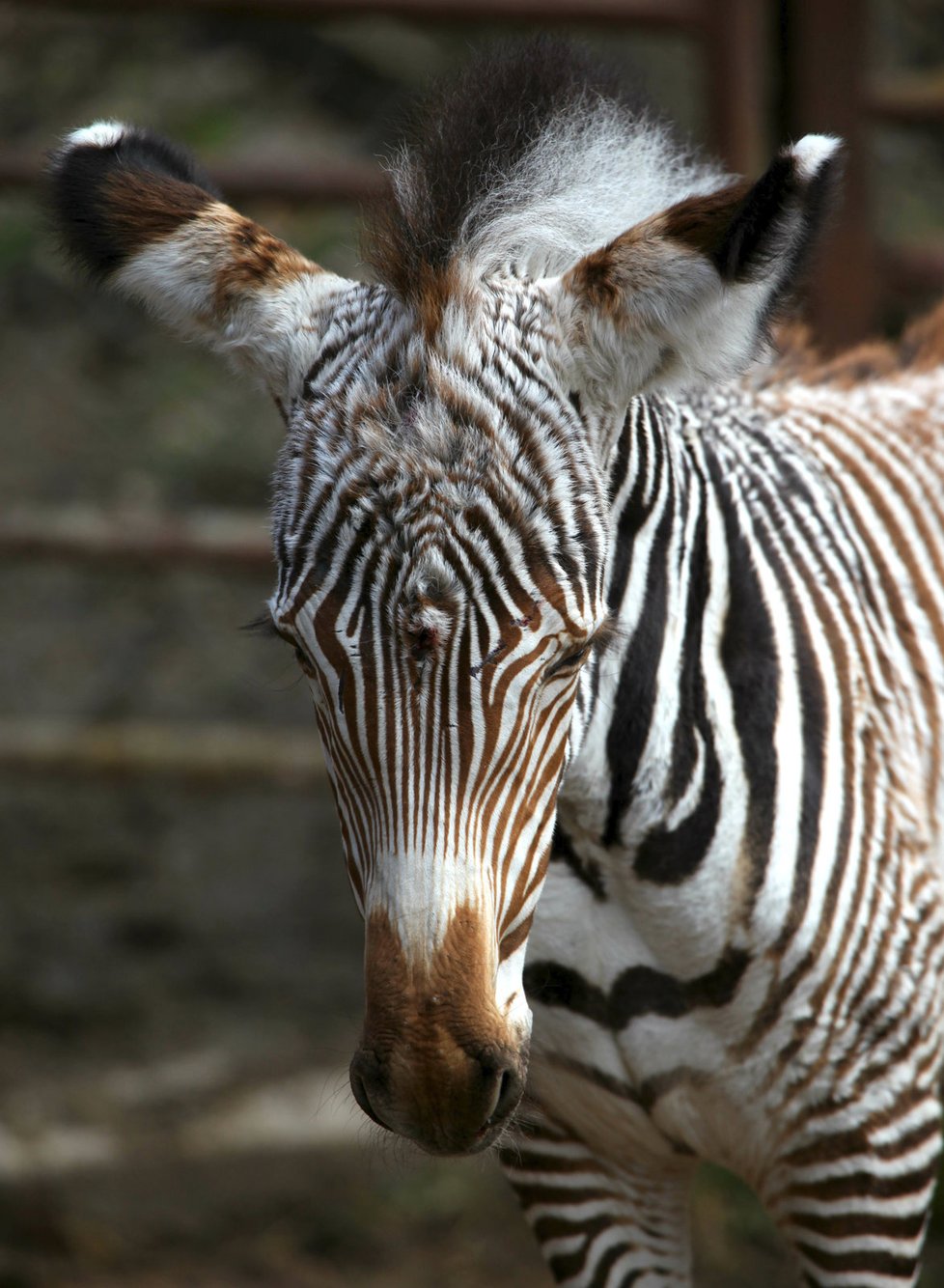 Prvním letošním mládětem je zebra Grévyho Mia, narodila se matce Míše (16).