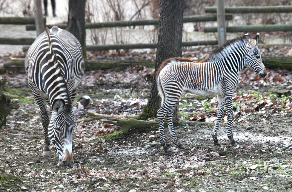 Prvním letošním mládětem je zebra Grévyho Mia, narodila se matce Míše (16).