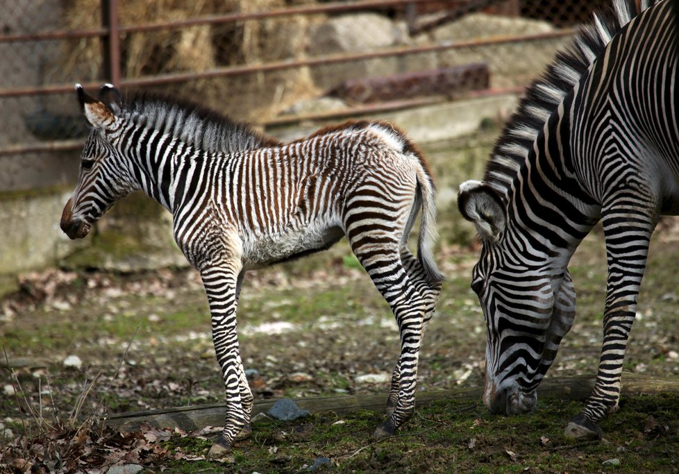 Prvním letošním mládětem je zebra Grévyho Mia, narodila se matce Míše (16).