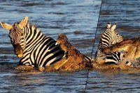 Známý fotograf zachytil drtivý útok krokodýla na zebru! "Na tohle si nikdy nezvyknu," říká