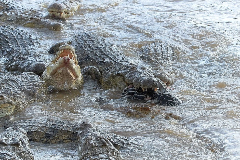 Krokodýli roztrhali zebru