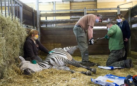 Úprava kopýtek před návratem do výběhu si žádá asistenci několika lidí. Zebra vše zaspí.