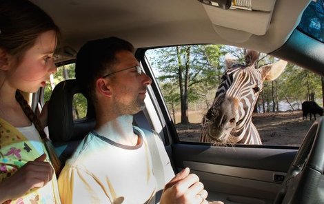 Zebra napřed zvědavě nakoukla do auta.