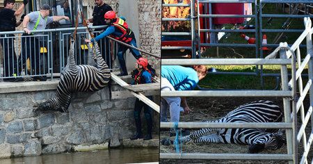 Cirkusu Berousek utekly dvě zebry. Zachránit se podařilo jenom jednu. Druhá se utopila.
