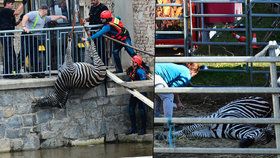 Zebra se utopila v řece. Pustili ji ochránci zvířat, nebo jde o pomstu?