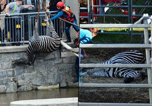 Zebra se utopila v řece. Pustili ji ochránci zvířat, nebo jde o pomstu?