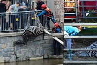 Cirkusu Berousek se utopila zebra: Můžou za to ochránci zvířat, tvrdí principál