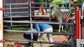 Zebra pod sedativy bude v pořádku.