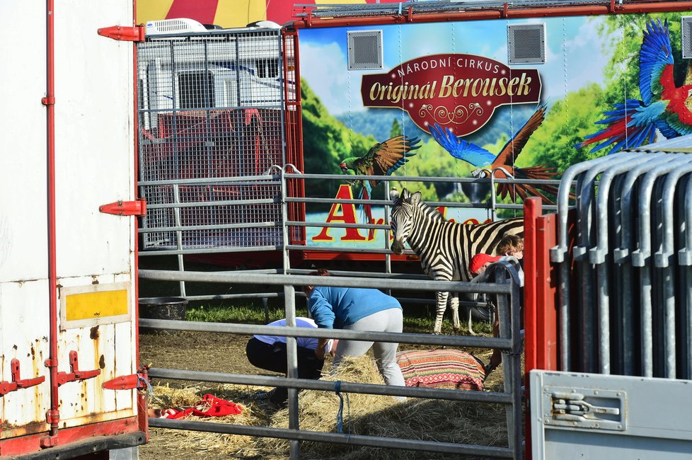 Chycená zebra bude v pořádku.