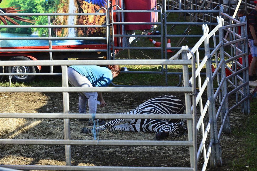 Polapená zebra byla uspána sedativy.