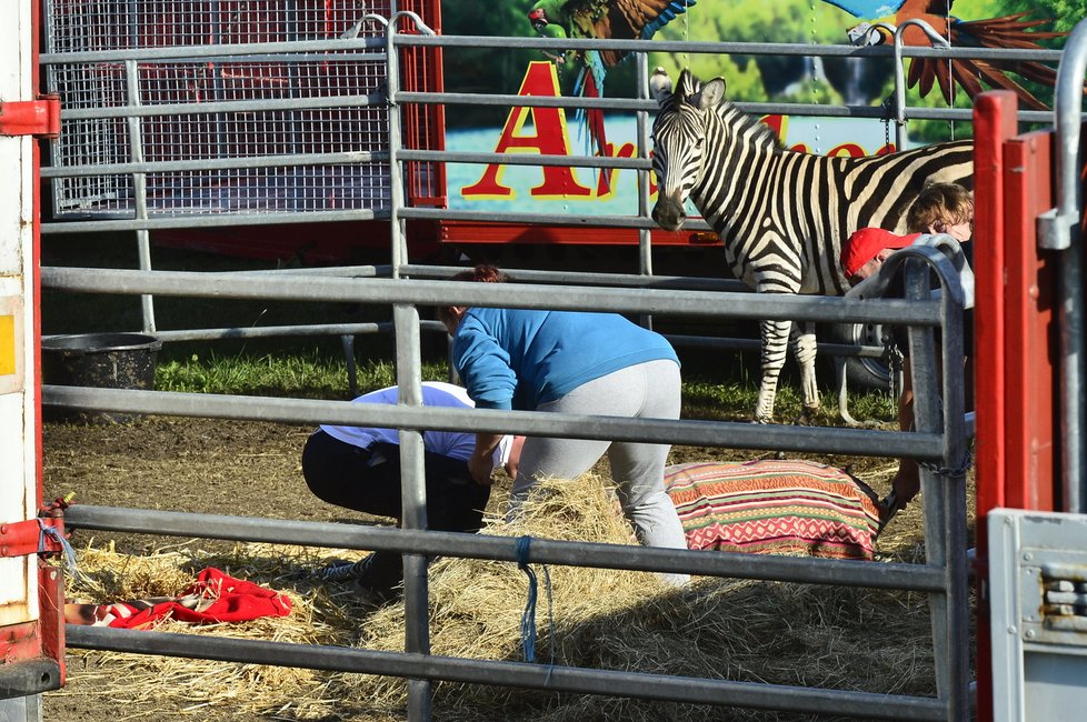 Zebra pod sedativy bude v pořádku.