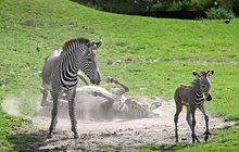 Minipříběh ze Safari parku: Tak se »krade« zebří miminko!