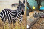 V norské zoo zabili zebru a předhodili ji tygrům.
