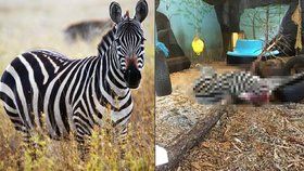 Brutální výjev v norské zoo: Zebře uřízli hlavu a předhodili ji tygrům