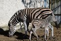 Dlouhé čekání v olomoucké zoo: Sláva, už tu skáče malá zebra