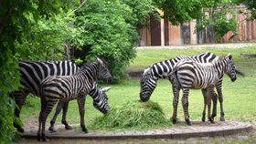 Skupina vzácných zeber bezhřívých v Zoo Plzeň