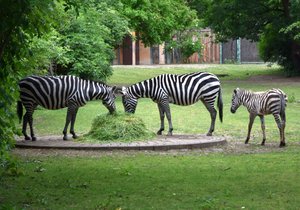 Skupina vzácných zeber bezhřívých v Zoo Plzeň.