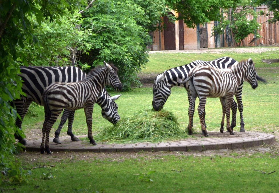 Skupina vzácných zeber bezhřívých v Zoo Plzeň