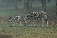 Olomoucká zoo se těší z narození malého zebráka!