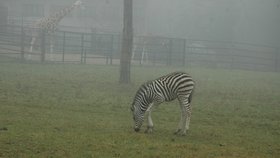Přestože jsou zebry Chapmanovy zvířaty stepí slunné Afriky, jejich maskování se jim dokonale hodí i do současného mlhavého počasí a do šedobílé zimy