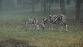 Malý zebrák Daren se okamžitě po porodu sžil s celým stádem, nejraději se ale drží u mámy Dáši, která se o něj vzorně stará