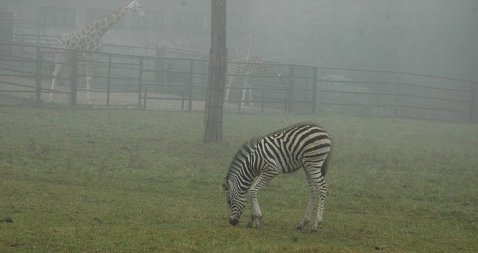 Přestože jsou zebry Chapmanovy zvířaty stepí slunné Afriky, jejich maskování se jim dokonale hodí i do současného mlhavého počasí a do šedobílé zimy