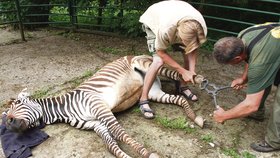 Zebry jsou během pedikúry v narkóze, zákrok trvá přibližně 10 minut